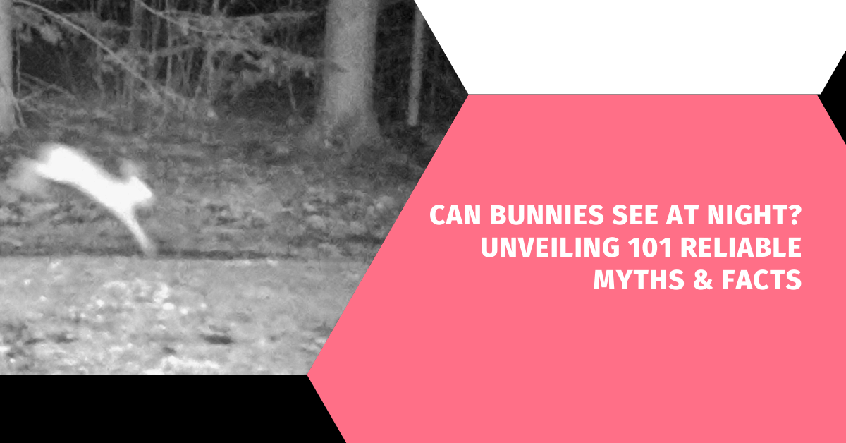 Can Bunnies See at Night? Unveiling 101 Reliable Myths & Facts