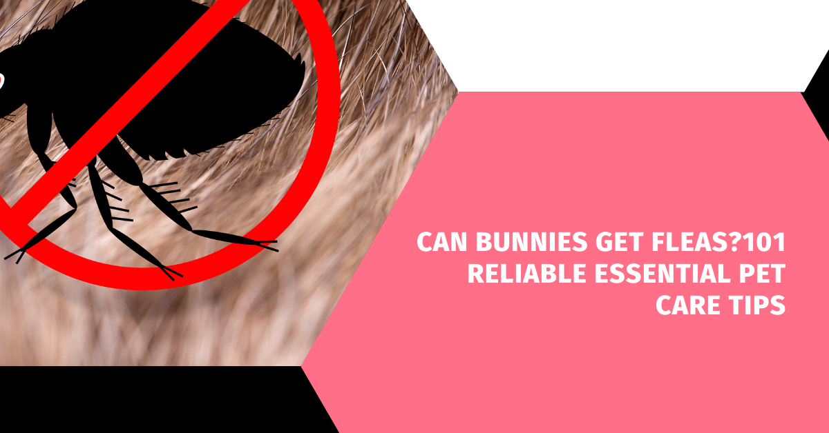 Can Bunnies Get Fleas?101 Reliable Essential Pet Care Tips