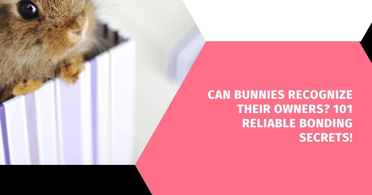 Can Bunnies Recognize Their Owners? 101 Reliable Bonding Secrets!