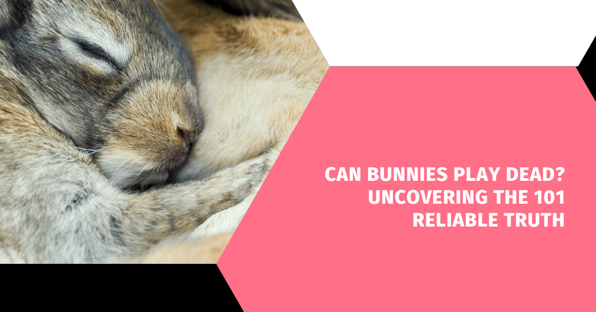 Can Bunnies Play Dead? Uncovering the 101 Reliable Truth