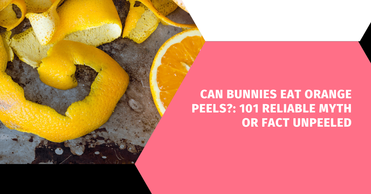 Can Bunnies Eat Orange Peels?: 101 Reliable Myth or Fact Unpeeled