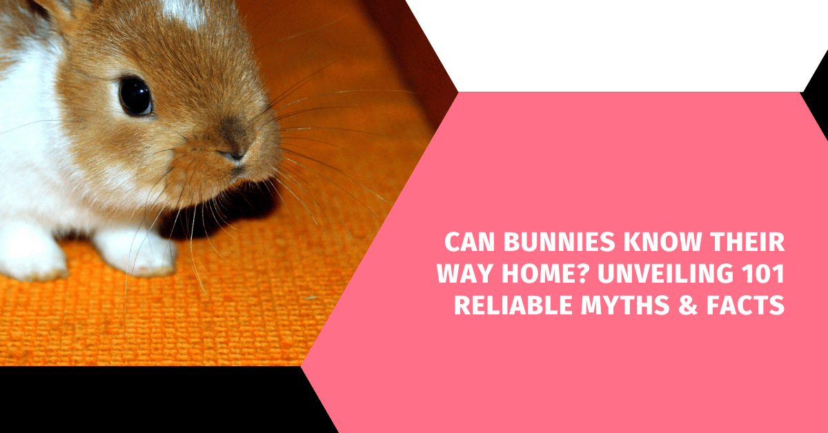 Can Bunnies Know Their Way Home? Unveiling 101 Reliable Myths & Facts