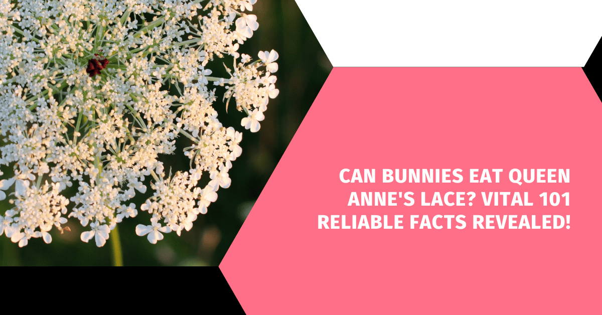 Can Bunnies Eat Queen Anne's Lace? Vital 101 Reliable Facts Revealed!