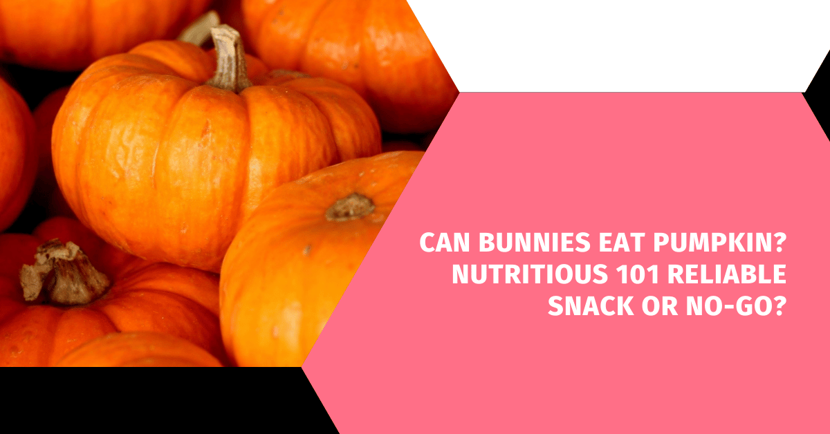 Can Bunnies Eat Pumpkin? Nutritious 101 Reliable Snack or No-Go?