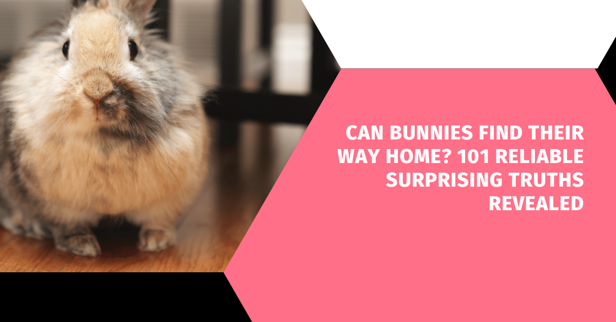 Can Bunnies Find Their Way Home? 101 Reliable Surprising Truths Revealed