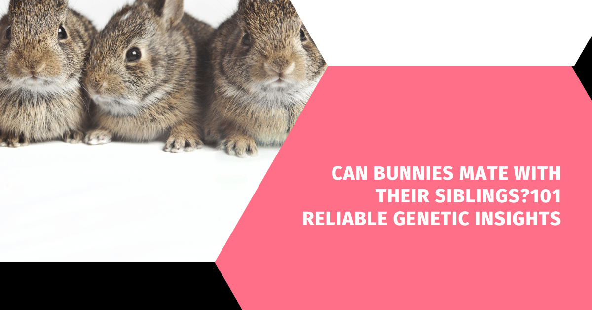 Can Bunnies Mate With Their Siblings?101 Reliable Genetic Insights