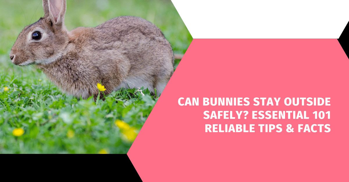 Can Bunnies Stay Outside Safely? Essential 101 Reliable Tips & Facts