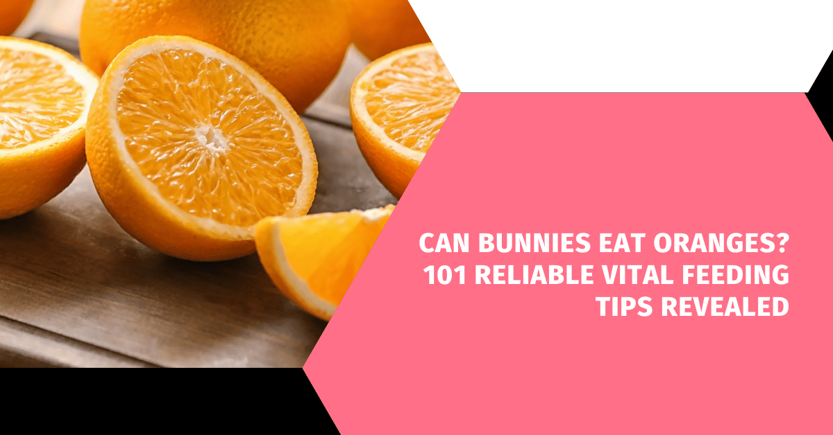 Can Bunnies Eat Oranges? 101 Reliable Vital Feeding Tips Revealed