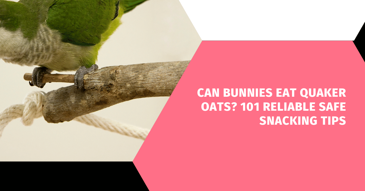 Can Bunnies Eat Quaker Oats? 101 Reliable Safe Snacking Tips