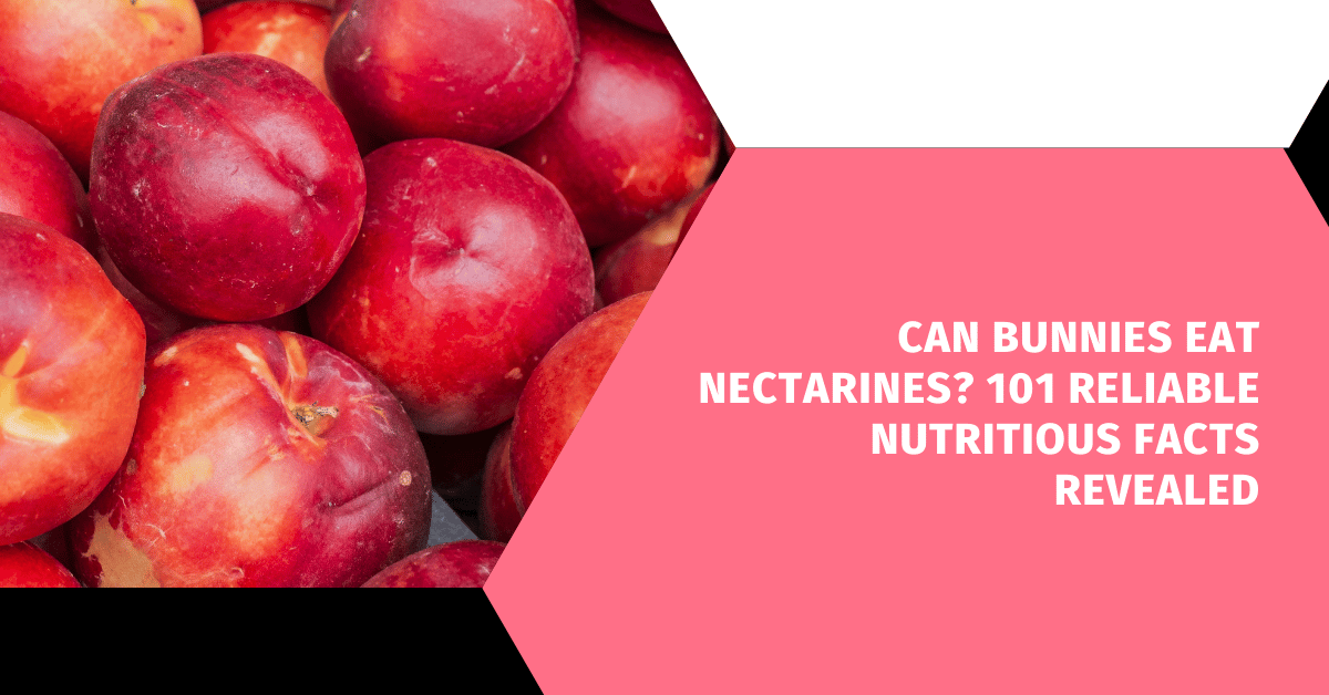 Can Bunnies Eat Nectarines? 101 Reliable Nutritious Facts Revealed