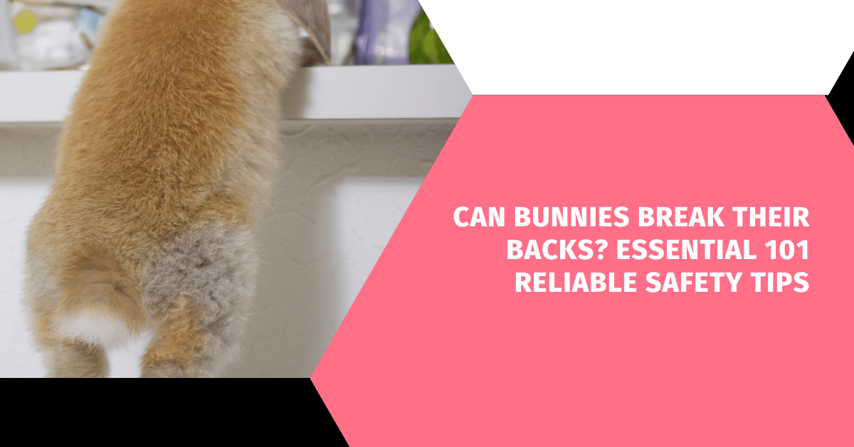 Can Bunnies Break Their Backs? Essential 101 Reliable Safety Tips