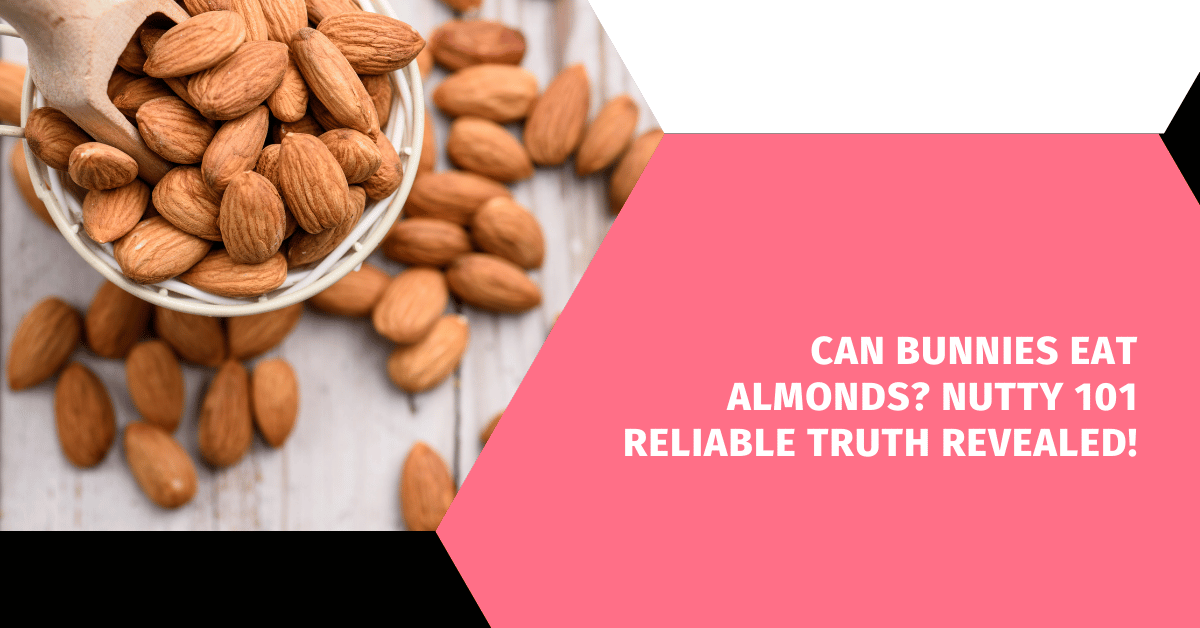 Can Bunnies Eat Almonds? Nutty 101 Reliable Truth Revealed!