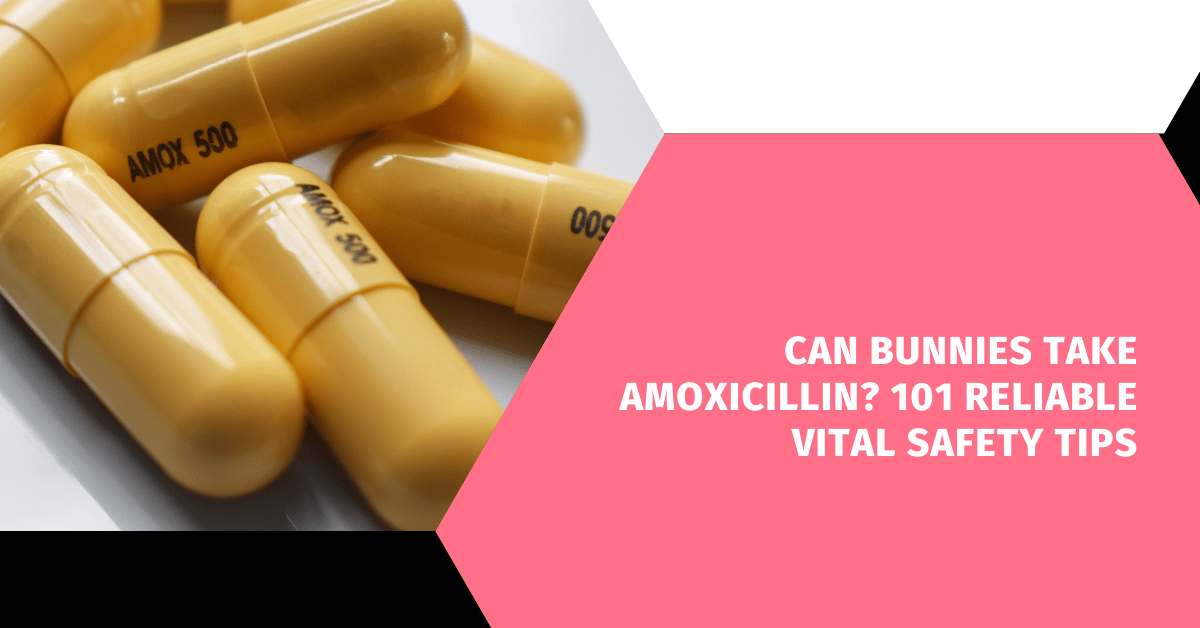 Can Bunnies Take Amoxicillin? 101 Reliable Vital Safety Tips