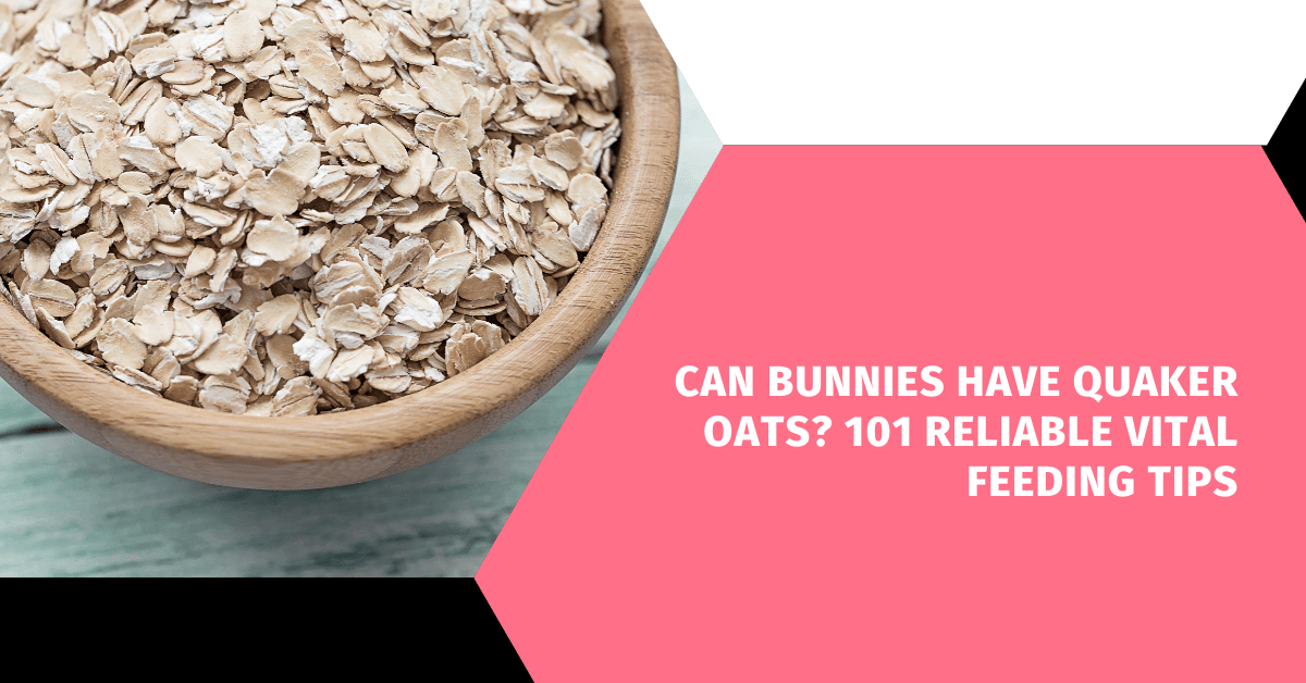 Can Bunnies Have Quaker Oats? 101 Reliable Vital Feeding Tips