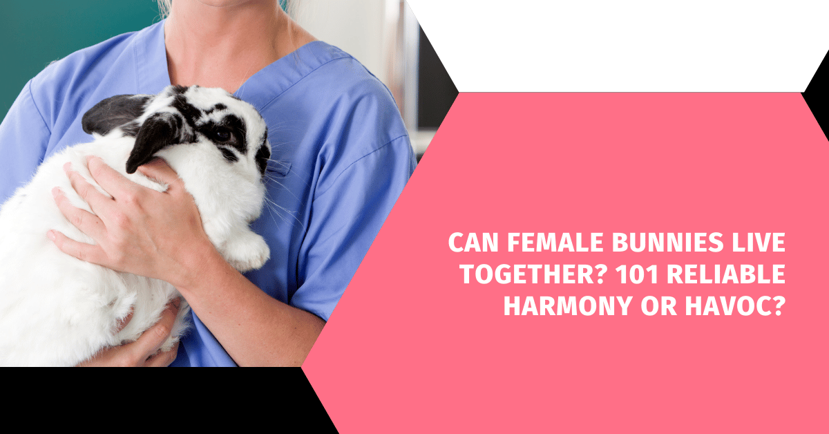 Can Female Bunnies Live Together? 101 Reliable Harmony or Havoc?