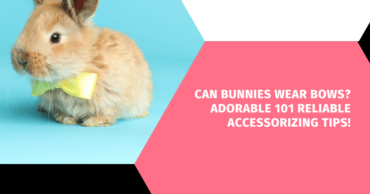 Can Bunnies Wear Bows? Adorable 101 Reliable Accessorizing Tips!