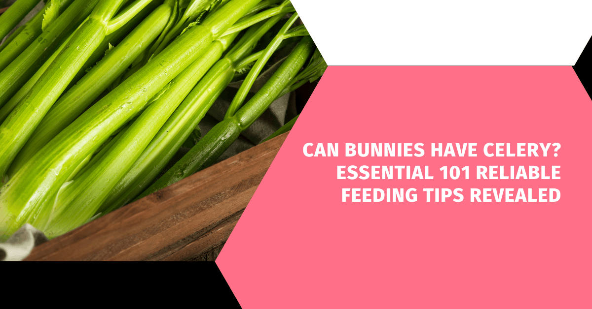 Can Bunnies Have Celery? Essential 101 Reliable Feeding Tips Revealed