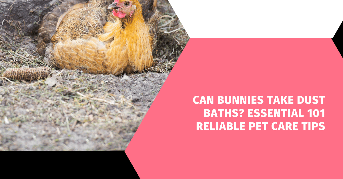 Can Bunnies Take Dust Baths? Essential 101 Reliable Pet Care Tips