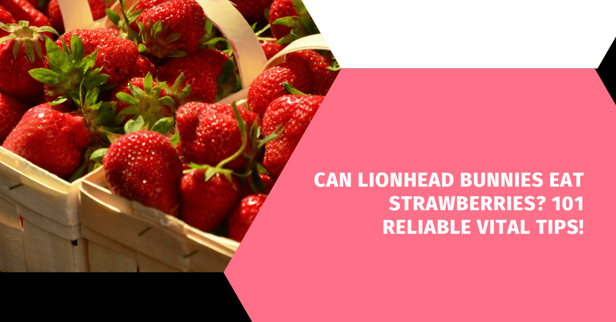 Can Lionhead Bunnies Eat Strawberries? 101 Reliable Vital Tips!