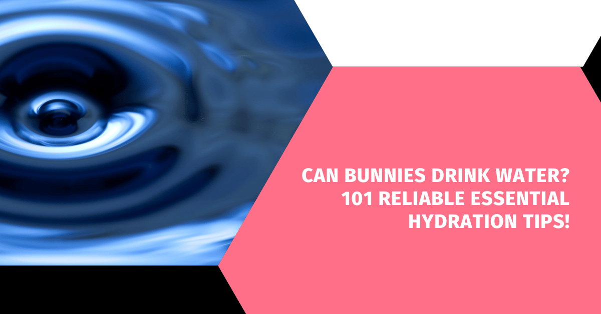 Can Bunnies Drink Water? 101 Reliable Essential Hydration Tips!