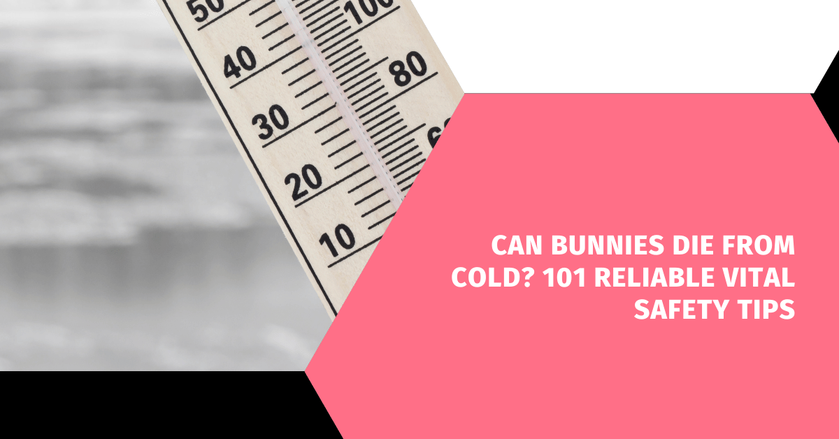 Can Bunnies Die from Cold? 101 Reliable Vital Safety Tips