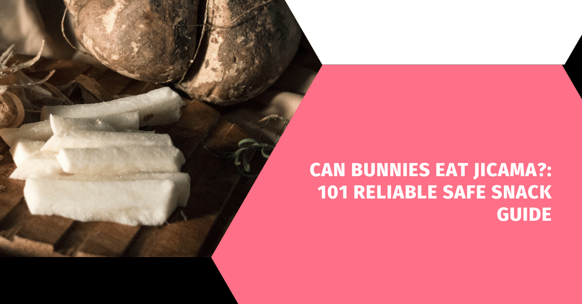 Can Bunnies Eat Jicama?: 101 Reliable Safe Snack Guide