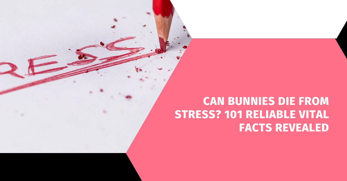 Can Bunnies Die from Stress? 101 Reliable Vital Facts Revealed