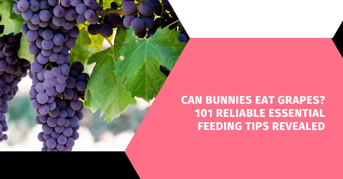 Can Bunnies Eat Grapes? 101 Reliable Essential Feeding Tips Revealed