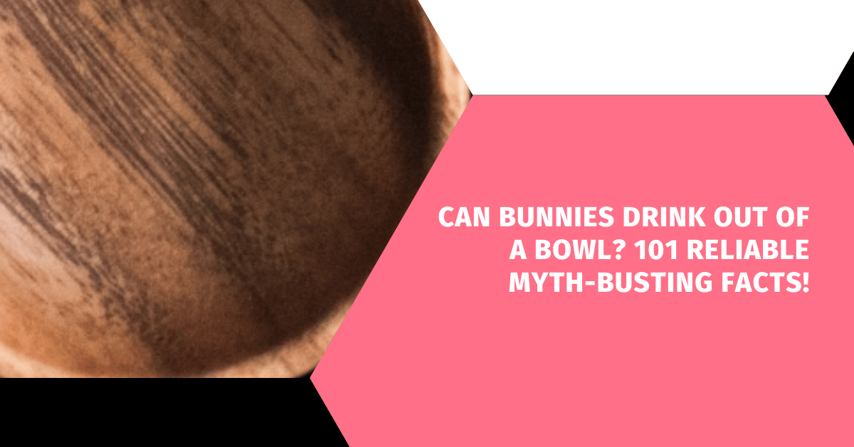 Can Bunnies Drink Out of a Bowl? 101 Reliable Myth-Busting Facts!