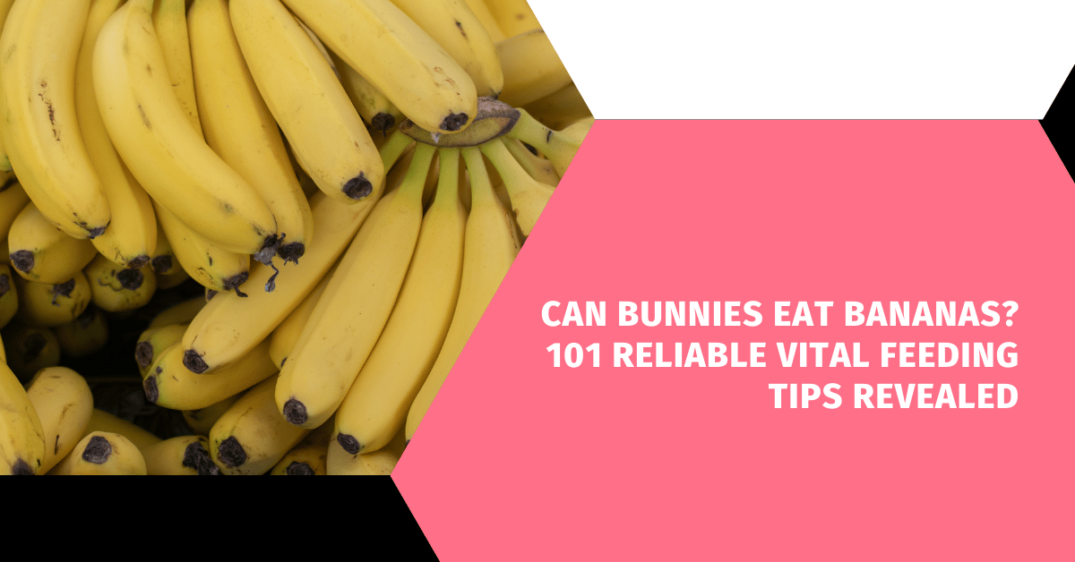 Can Bunnies Eat Bananas?101 Reliable Vital Feeding Tips Revealed