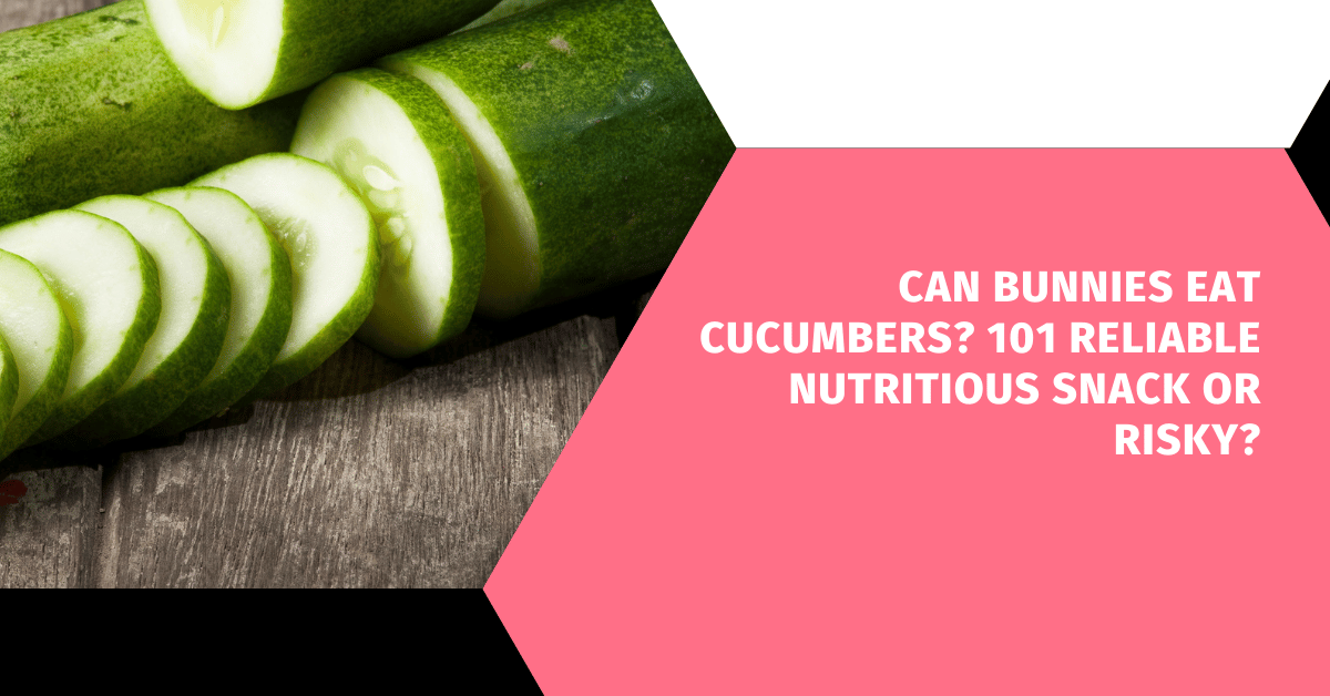 Can Bunnies Eat Cucumbers? 101 Reliable Nutritious Snack or Risky?