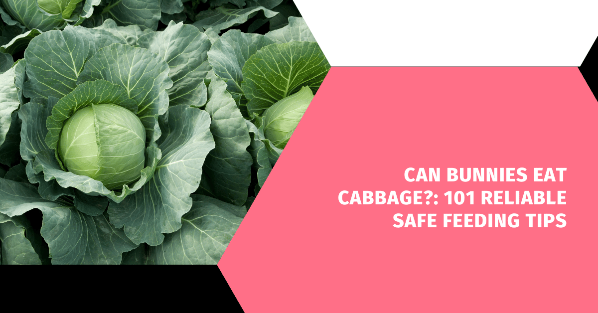 Can Bunnies Eat Cabbage?: 101 Reliable Safe Feeding Tips