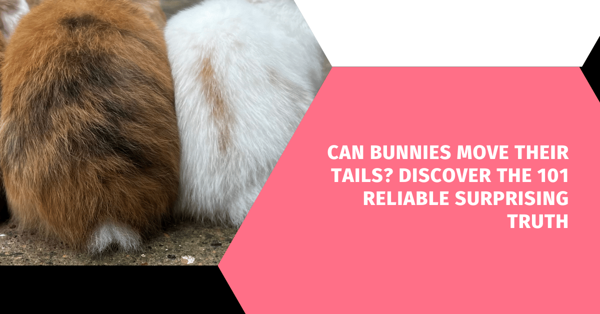 Can Bunnies Move Their Tails? Discover the 101 Reliable Surprising Truth