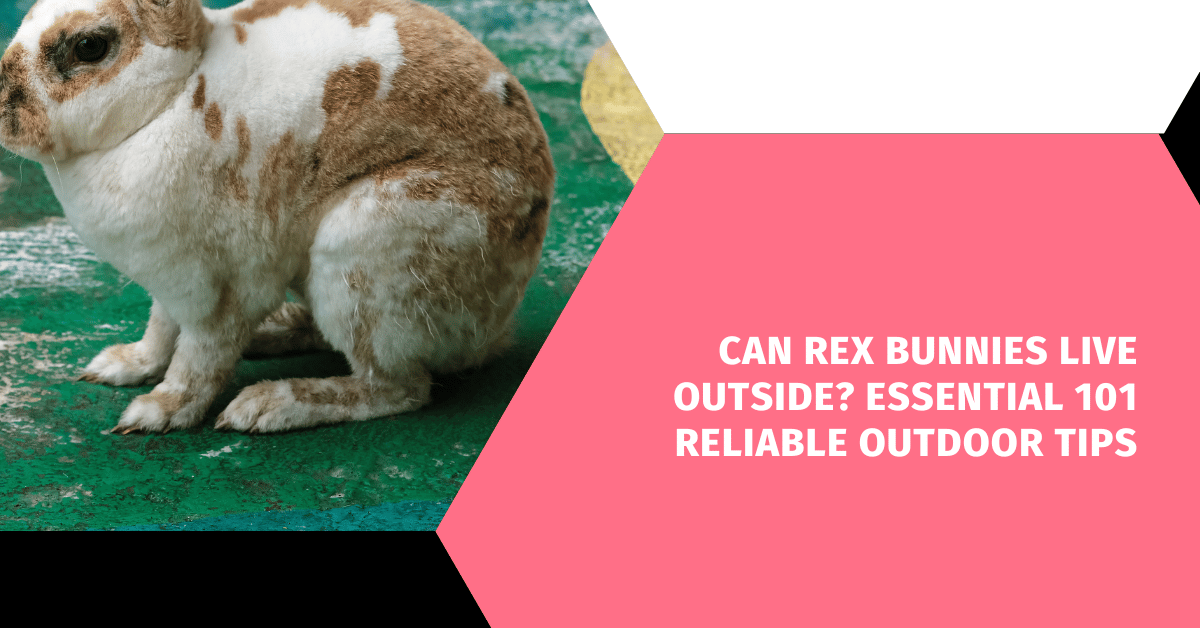 Can Rex Bunnies Live Outside? Essential 101 Reliable Outdoor Tips