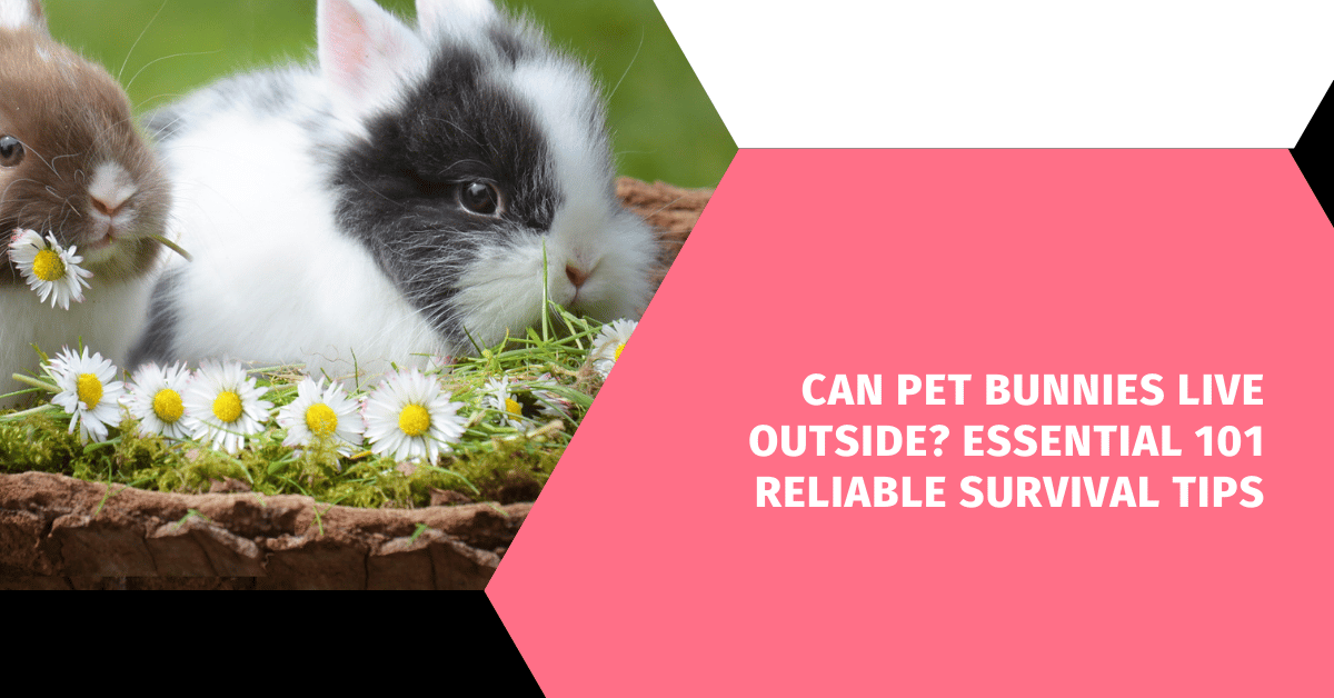 Can Pet Bunnies Live Outside? Essential 101 Reliable Survival Tips