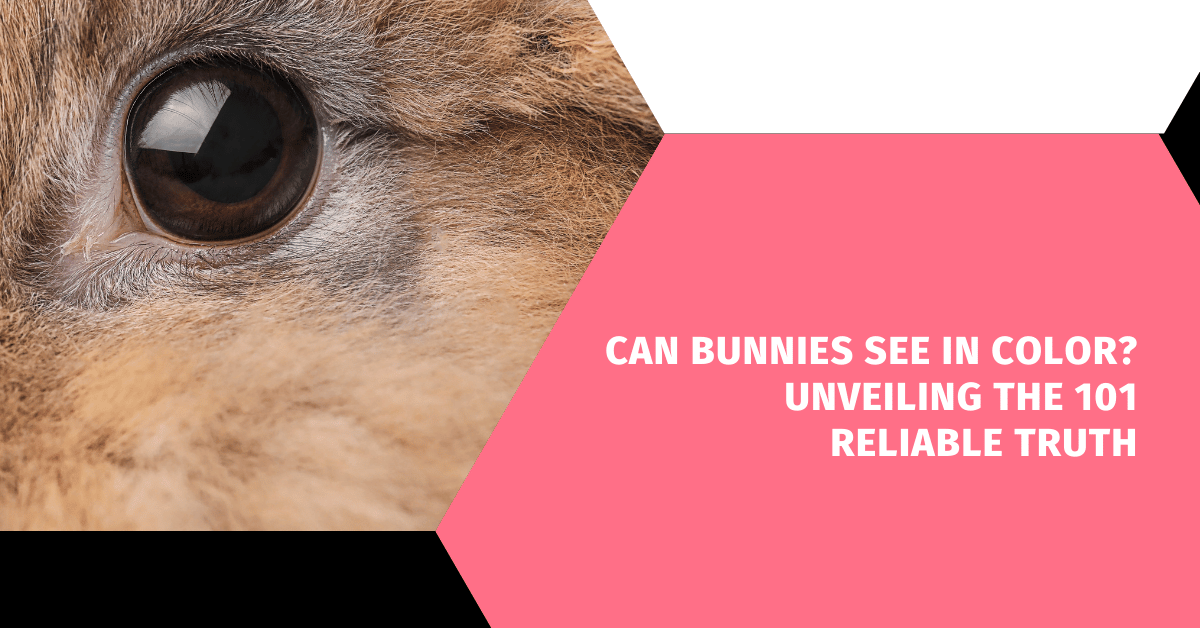 Can Bunnies See in Color? Unveiling the 101 Reliable Truth