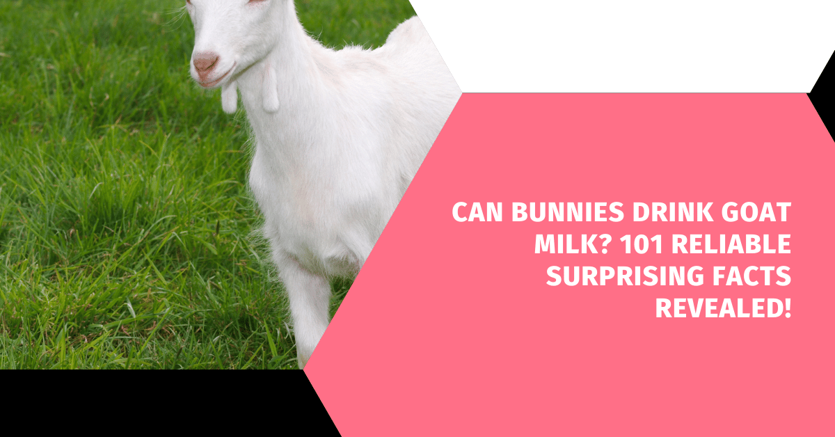 Can Bunnies Drink Goat Milk? 101 Reliable Surprising Facts Revealed!