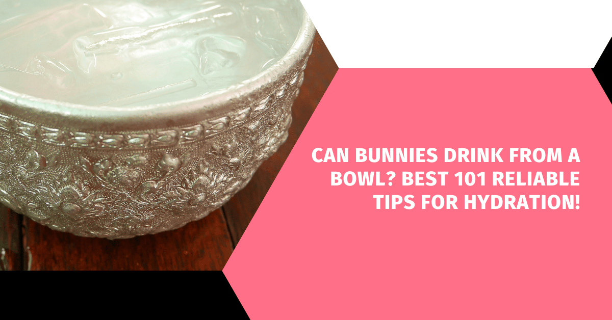 Can Bunnies Drink from a Bowl? Best 101 Reliable Tips for Hydration!