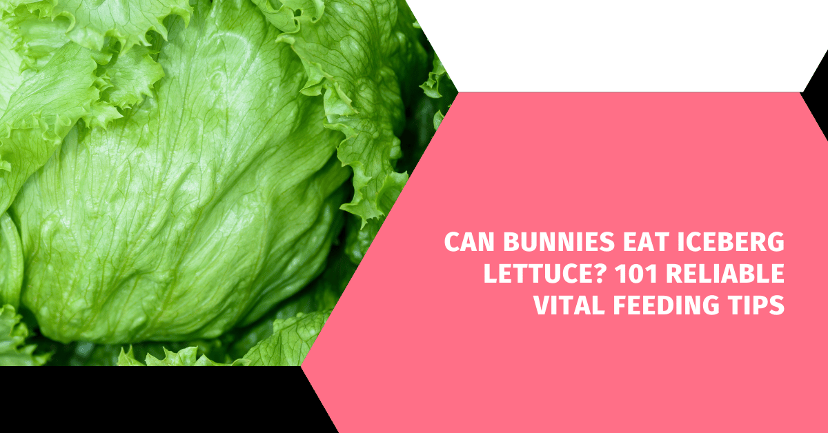 Can Bunnies Eat Iceberg Lettuce? 101 Reliable Vital Feeding Tips