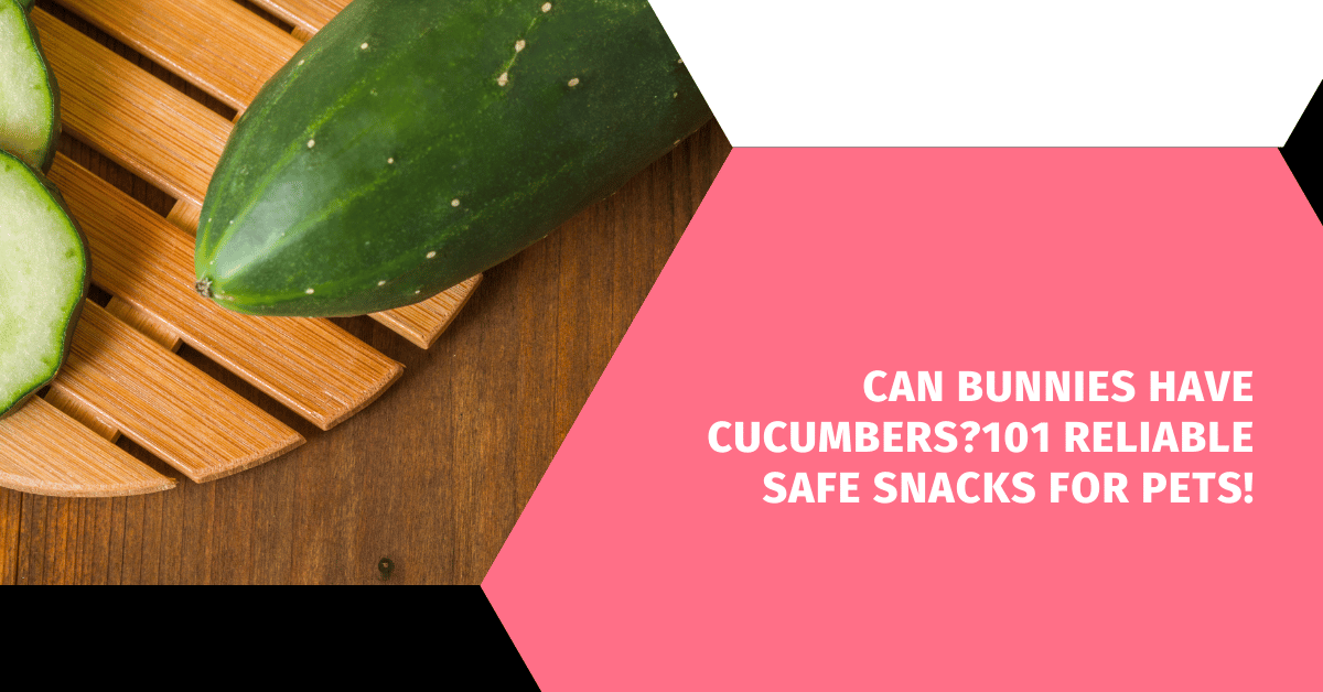 Can Bunnies Have Cucumbers?101 Reliable Safe Snacks for Pets!