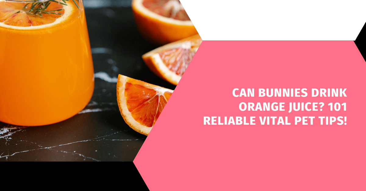 Can Bunnies Drink Orange Juice? 101 Reliable Vital Pet Tips!