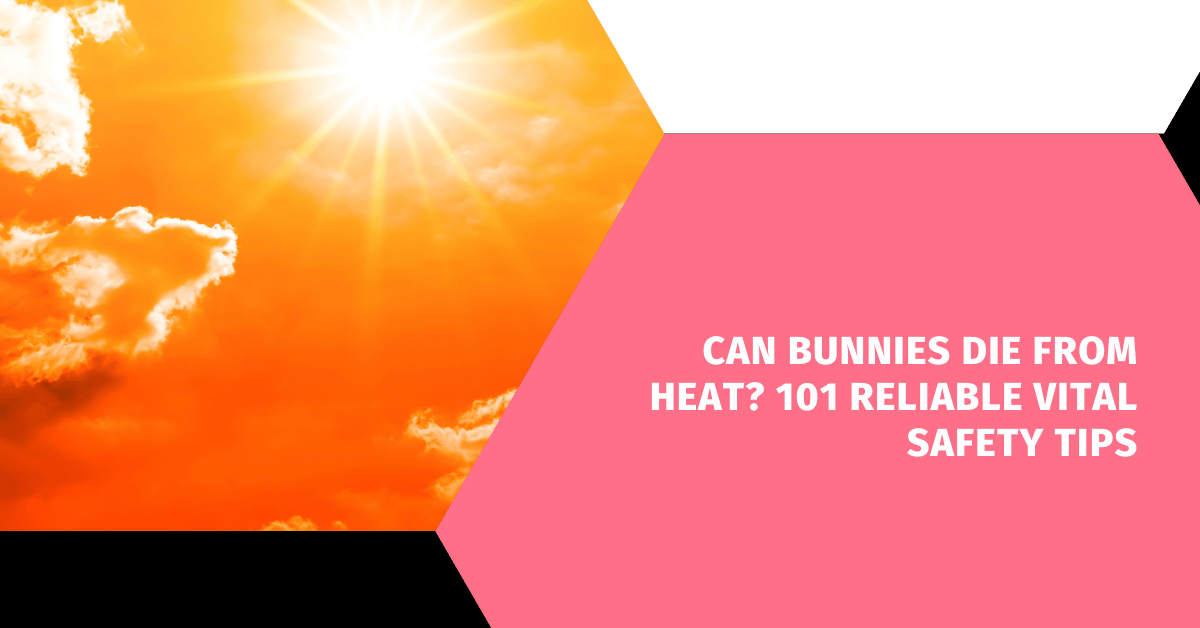 Can Bunnies Die from Heat? 101 Reliable Vital Safety Tips