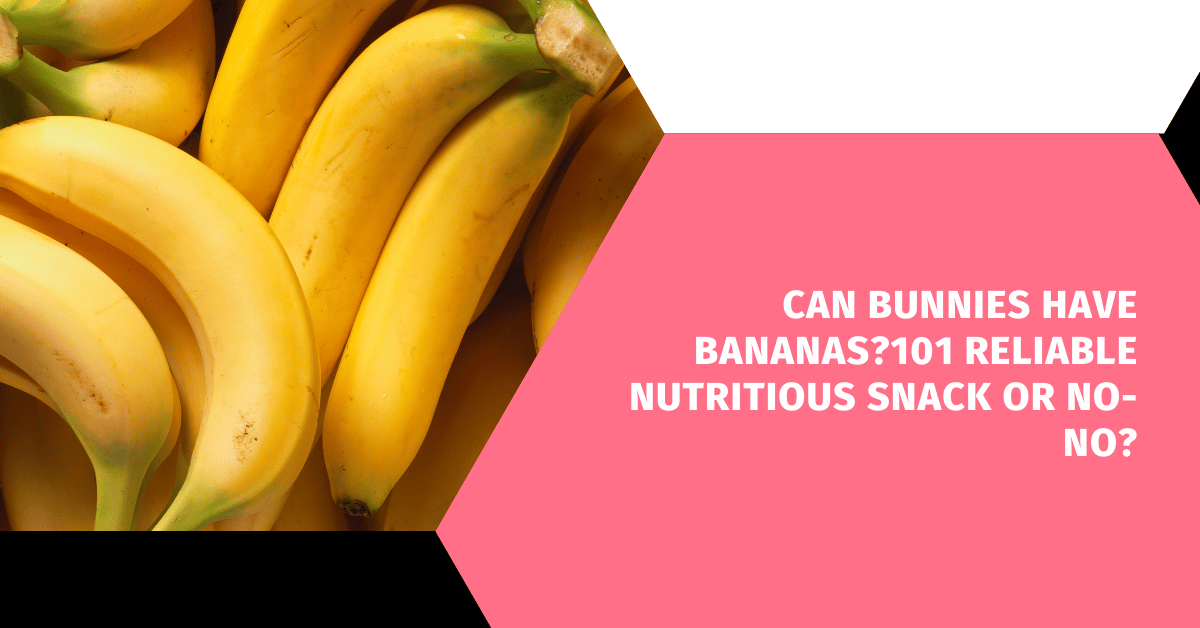 Can Bunnies Have Bananas?101 Reliable Nutritious Snack or No-No?