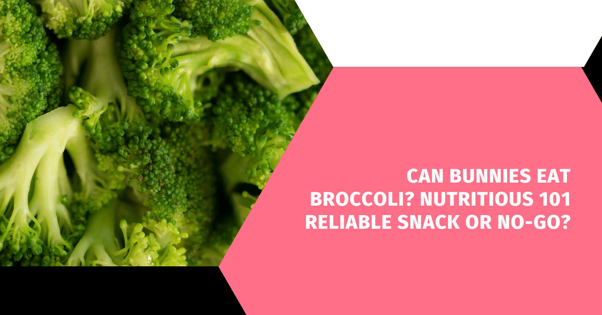 Can Bunnies Eat Broccoli? Nutritious 101 Reliable Snack or No-Go?